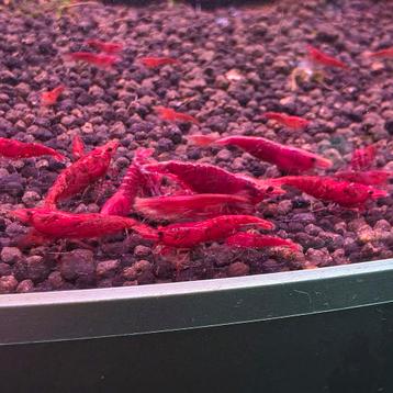 Neocaridina red sakura garnalen, rode garnalen aquarium  beschikbaar voor biedingen