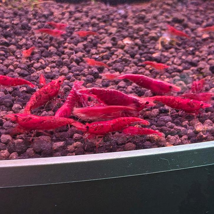Neocaridina red sakura garnalen, rode garnalen aquarium, Dieren en Toebehoren, Vissen | Aquariumvissen, Zoetwatervis, Kreeft, Krab of Garnaal