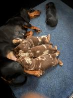 Dwergteckel pups, Dieren en Toebehoren, Honden | Teckels en Dashonden, CDV (hondenziekte), 8 tot 15 weken, Korthaar, Teef