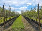 Fruitbomen | Appel Peer Pruim | Verschillende soorten, Ophalen, Lente, Volle zon, In pot