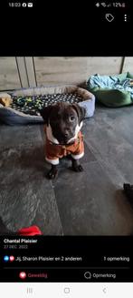 Super mooi velours kerst honden hoodi (kleine hond), Ophalen of Verzenden, Zo goed als nieuw, Hondentrui