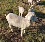 Angora geiten, Dieren en Toebehoren, Schapen, Geiten en Varkens, Vrouwelijk, Geit, 3 tot 5 jaar
