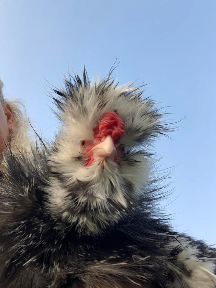 2 x Usa zijdehoen hanen  zwart motteld frizzle geent, Dieren en Toebehoren, Pluimvee, Kip, Mannelijk