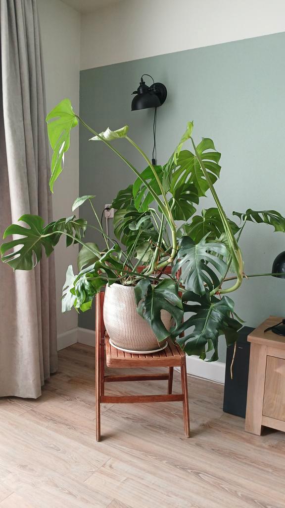 Grote Monstera - Gatenplant - incl. pot, Huis en Inrichting, Kamerplanten, Halfschaduw, In pot, Ophalen