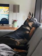 Duitse Herder 6 maanden zoekt nieuw huisje, Rabiës (hondsdolheid), 15 weken tot 1 jaar, Reu, Eén hond