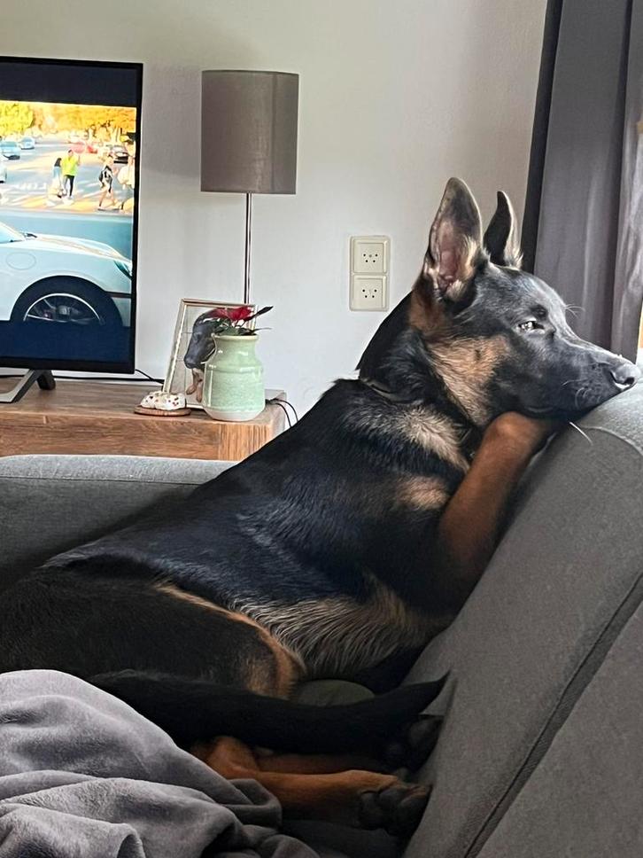 Duitse Herder 6 maanden zoekt nieuw huisje, Dieren en Toebehoren, Honden | Herdershonden en Veedrijvers, Reu, Herder, Particulier