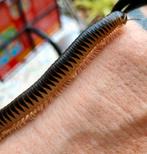 Chicobolus spinigerus miljoenpoten, Dieren en Toebehoren, Insecten en Spinnen, Wandelende tak