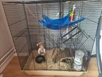 Twee mannetjes ratten met kooi., Dieren en Toebehoren, Knaagdieren, Januari, Mannelijk, Rat