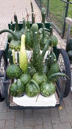 Pompoenen en kalebassen, Tuin en Terras, Ophalen of Verzenden