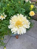 Tagetes erecta 'Kilimanjaro White' afrikaantjes, Verzenden, Voorjaar, Volle zon, Zaad