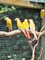 Pyrrhura Suncheek 2025, Vrouwelijk, Parkiet, Geringd