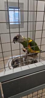Koppel Senegal papegaai (bonte boer), Dieren en Toebehoren, Vogels | Parkieten en Papegaaien, Meerdere dieren, Papegaai