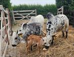 Mini zeboe stiertje kalfje unieke kleurcombinatie, Dieren en Toebehoren, Mannelijk