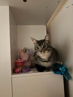 Kat oppassen, Ophalen