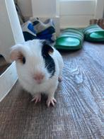 Cavia beertje | 4 weken jong, Dieren en Toebehoren, Knaagdieren, Cavia, Mannelijk, Mei, Tam
