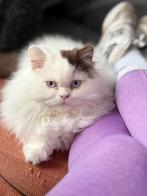 Brits langhaar kitten, Dieren en Toebehoren, Kater, Gechipt, 0 tot 2 jaar