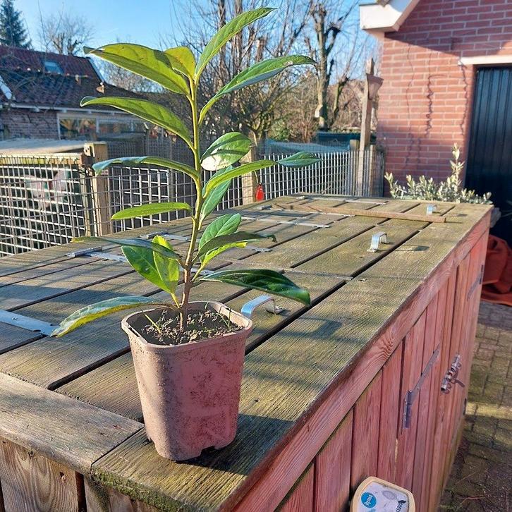 Laurier, Tuin en Terras, Planten | Struiken en Hagen, Haag, Laurier, 100 tot 250 cm, Ophalen