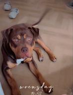 Bully xl 3 color, Dieren en Toebehoren, Rabiës (hondsdolheid), 15 weken tot 1 jaar, Eén hond, Nederland