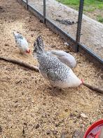Fries hoen met kuikens, Dieren en Toebehoren, Meerdere dieren, Kip
