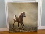 Canvas paard 60 bij 60 cm, Ophalen, Schilderij, 50 tot 75 cm