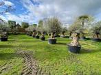 Te koop: olijfbomen BONSAI mediteraanse sfeer in uw tuin, Halfschaduw, Zomer, Vaste plant, Overige soorten