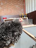 Twee prachtige cochin kriel hanen., Dieren en Toebehoren, Pluimvee, Mannelijk, Kip