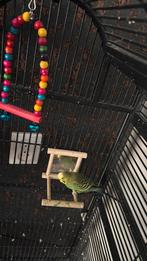 Gratis mannelijke parkiet, Dieren en Toebehoren, Vogels | Parkieten en Papegaaien, Mannelijk, Parkiet