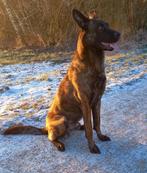 Hollandse herder DEKREU, Dieren en Toebehoren, Honden | Dekreuen, Rabiës (hondsdolheid), 1 tot 2 jaar, Reu, Nederland