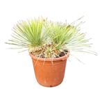 Yucca rostrata hybrides - Aan huis bezorgd - Gratis advies, Vaste plant, Ophalen of Verzenden