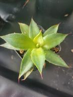 agave filifera x isthmensis, Ophalen of Verzenden, Overige soorten, Bloeit niet, Volle zon