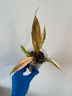 Philodendron Caramel Marble, Huis en Inrichting, Kamerplanten, Ophalen of Verzenden, Overige soorten, Minder dan 100 cm
