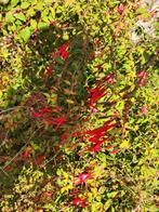 Fuchsia struik met rode bloemen, Vaste plant, Halfschaduw, Zomer, Ophalen