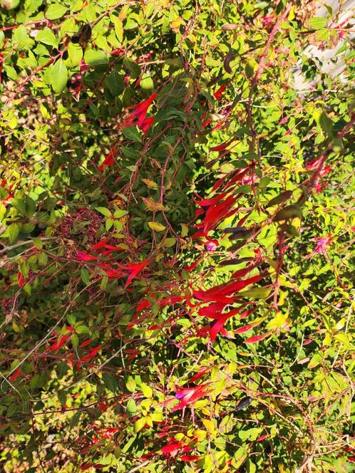 Fuchsia struik met rode bloemen, Tuin en Terras, Planten | Tuinplanten, Vaste plant, Overige soorten, Halfschaduw, Zomer, Ophalen