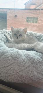 kater beschikbaar Unieke mix van BKH  Ragdoll/Siamese, Dieren en Toebehoren, Katten en Kittens | Overige Katten, Kater, Kortharig