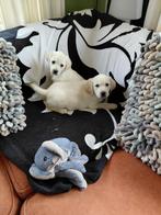 1 Lieve Golden Retriever kruising Labrador pup ( Reutje ), Parvo, Nederland, 8 tot 15 weken, Meerdere
