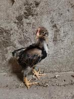Barnevelder dubbel gezoomd kuiken HAAN, Dieren en Toebehoren, Pluimvee, Mannelijk, Kip