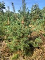Pijnbomen, Grove Dennen, Pinus Sylvestris te koop, Bloeit niet, Overige soorten, 250 tot 400 cm, Ophalen