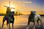 Boerboel pups, Overige rassen, 8 tot 15 weken, Meerdere, Meerdere dieren