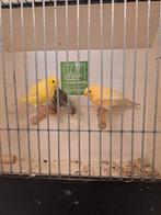 Kanaries poppen, Dieren en Toebehoren, Vogels | Kanaries, Vrouwelijk, Kleurkanarie