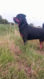 Dekreu rottweiler.  (Niet te koop!), Dieren en Toebehoren, Particulier, Rabiës (hondsdolheid), 1 tot 2 jaar, Reu