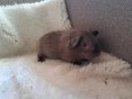 Slate  zeugje, Dieren en Toebehoren, Knaagdieren, Vrouwelijk, Cavia, Na 1 juli 2024