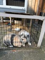 2 konijntjes (gekoppeld) gratis af te halen, Dieren en Toebehoren, Meerdere dieren, Middelgroot