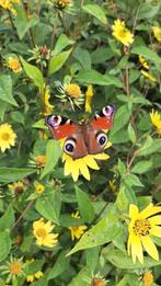 Onbespoten Bio-geteelde Bijen Vlinderplanten, Ophalen, Zomer, Overige soorten, Halfschaduw