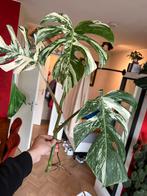 Monstera Albo Variegata Kopstek (nr. 4), Ophalen of Verzenden