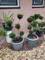 Taxus vormsnoei bonsai, Ophalen, Bloeit niet, Halfschaduw, Overige soorten