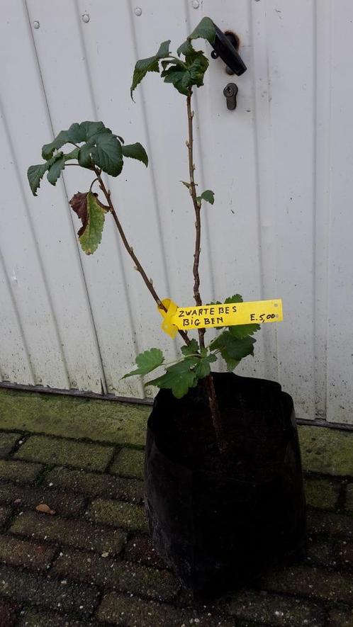 Zwarte bessen Big Ben, Tuin en Terras, Planten | Struiken en Hagen, Struik, Overige soorten, Minder dan 100 cm, Ophalen