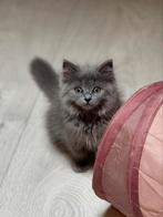Ragdoll en Brit, Ontwormd
