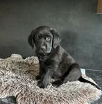 Friese stabij x Labrador pups ❤️, Dieren en Toebehoren, Honden | Retrievers, Spaniëls en Waterhonden, Overige rassen, 8 tot 15 weken
