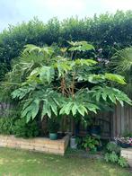 Rijstpapierplant, tetrapanax, Tuin en Terras, Ophalen, Volle zon, Overige soorten