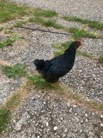 Barnevelder haantje, 12wkn - Gratis op te halen, Mannelijk, Kip